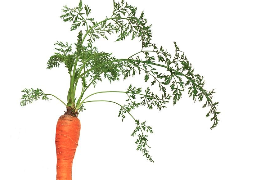 Le préambule de la carotte